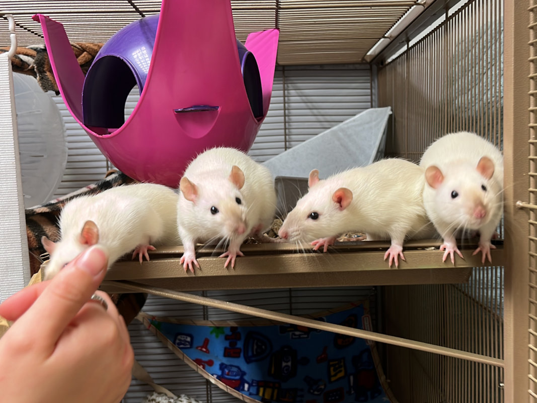 Four white rats stand in a row on a shelf inside a cage, facing a hand that is reaching towards them. The cage contains hammocks and a large purple plastic hideaway.