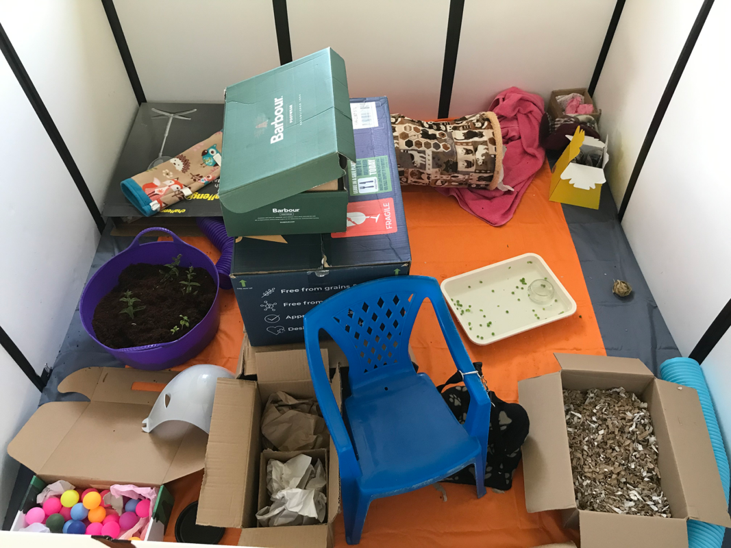 A small animal playpen with rat enrichment features: a blue plastic chair, cardboard boxes, stacked shoe boxes, a purple tub with plants, a food tray, bedding, toys, and various tunnels and enrichment items on an orange mat.
