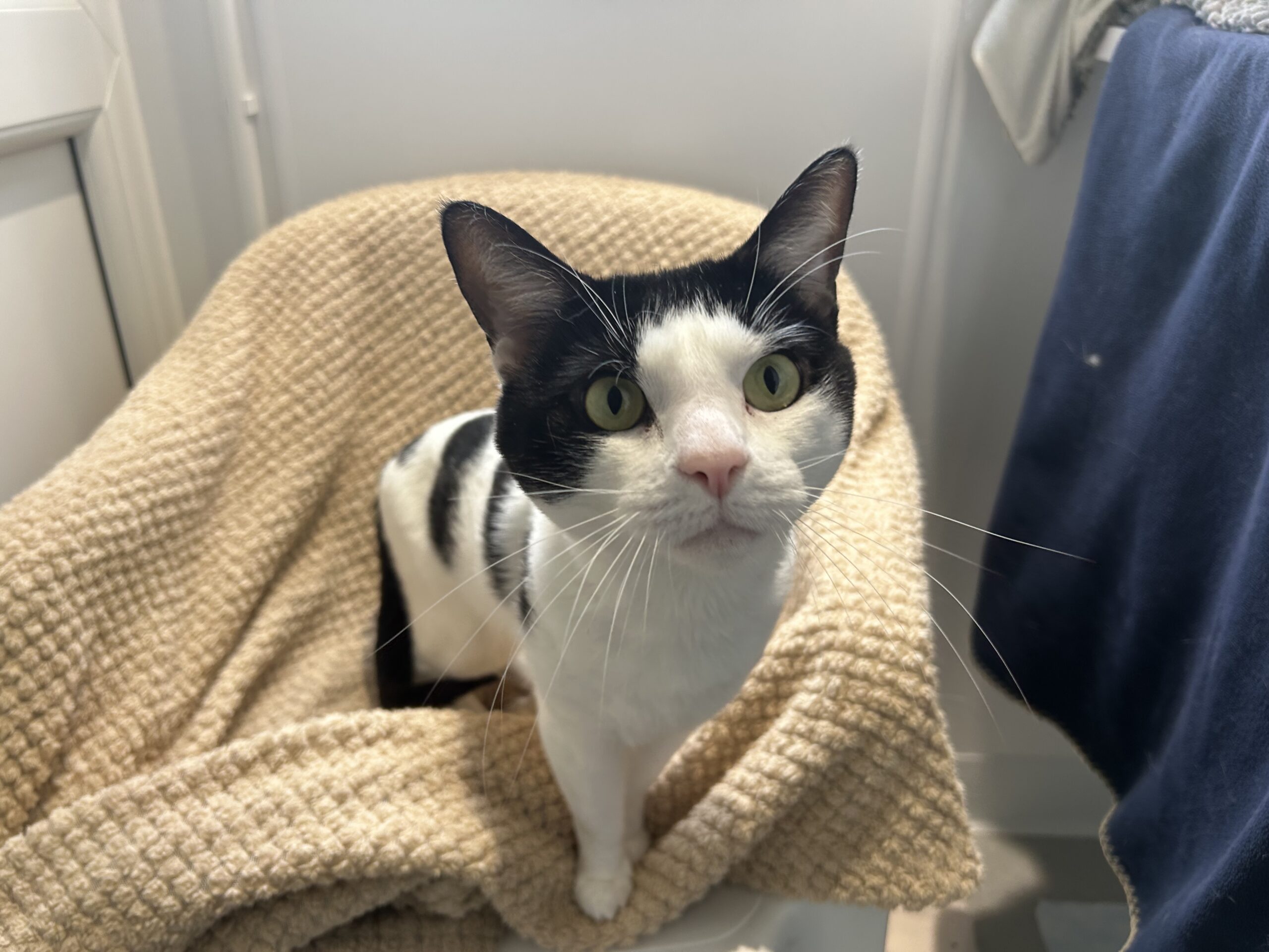 A black and white cat with wide green eyes sits on a beige textured blanket draped over a chair, looking up at the camera in a softly lit room.