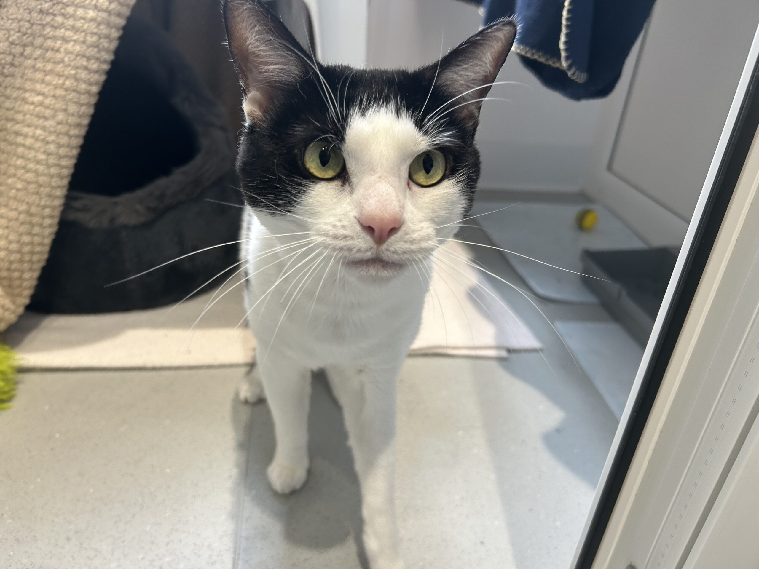 A black and white cat with green eyes stands on a tiled floor indoors, looking up towards the camera. There is a cat bed, a scratching post, and a yellow toy in the background.