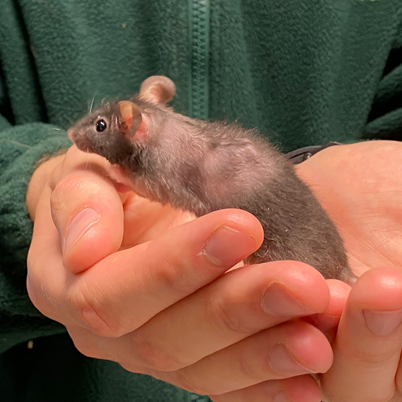 A person gently holds a mouse with fur loss, its small black and grey body showing patches of missing fur, in their hands. The person wears a dark green jumper.