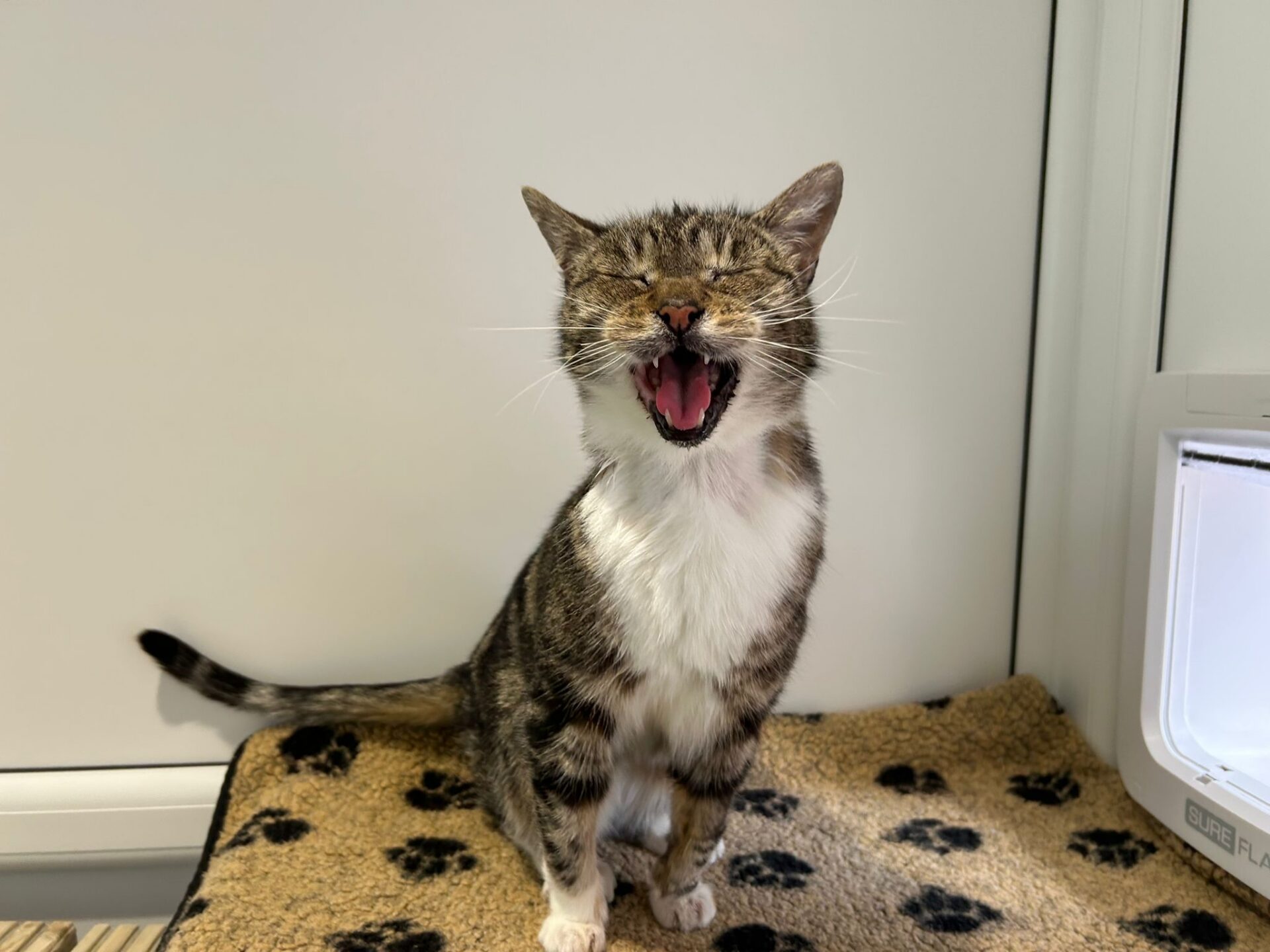 A tabby cat with white chest and paws is sitting on a paw-print blanket in front of a white wall, eyes closed and mouth open as if miaowing or yawning.