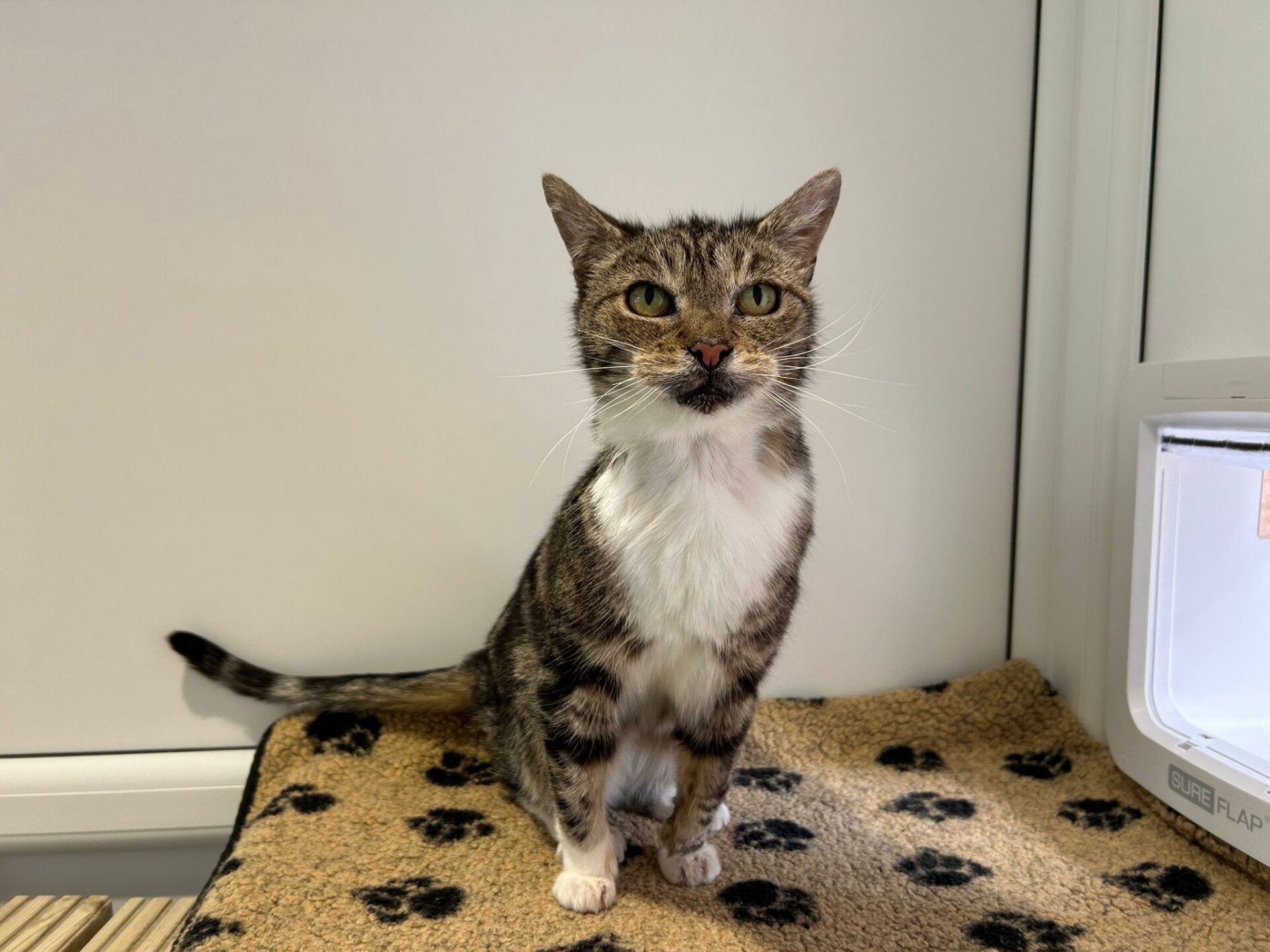 A brown and white tabby cat with green eyes sits on a beige blanket with black paw prints, next to a cat flap window, looking directly at the camera.