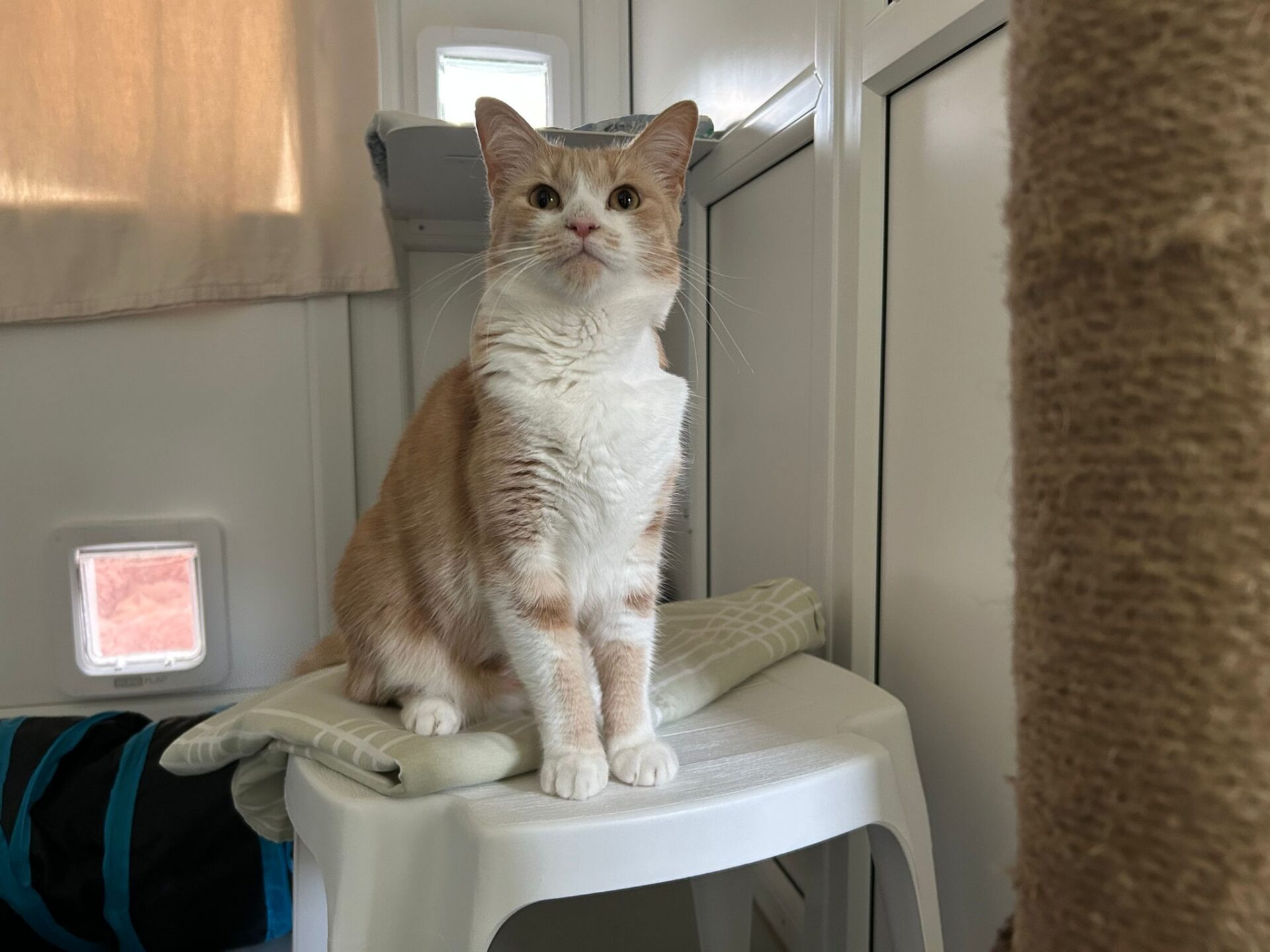 A light orange and white cat sits upright on a white stool in a bright room, looking attentively forward. There is a window, some folded fabric, and a scratching post visible in the background.