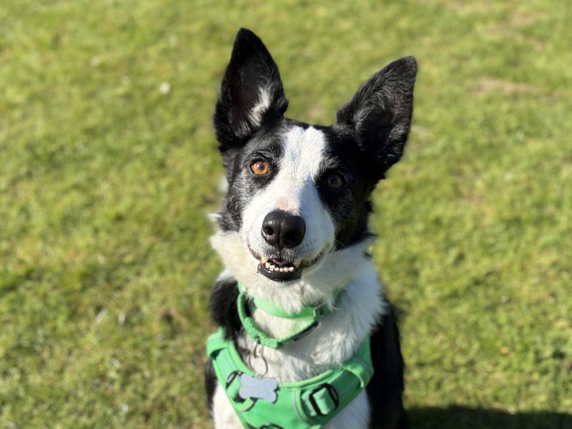 A black and white dog wearing a green harness sits on grass, looking up with its mouth slightly open and ears pricked up, bathed in bright sunlight.