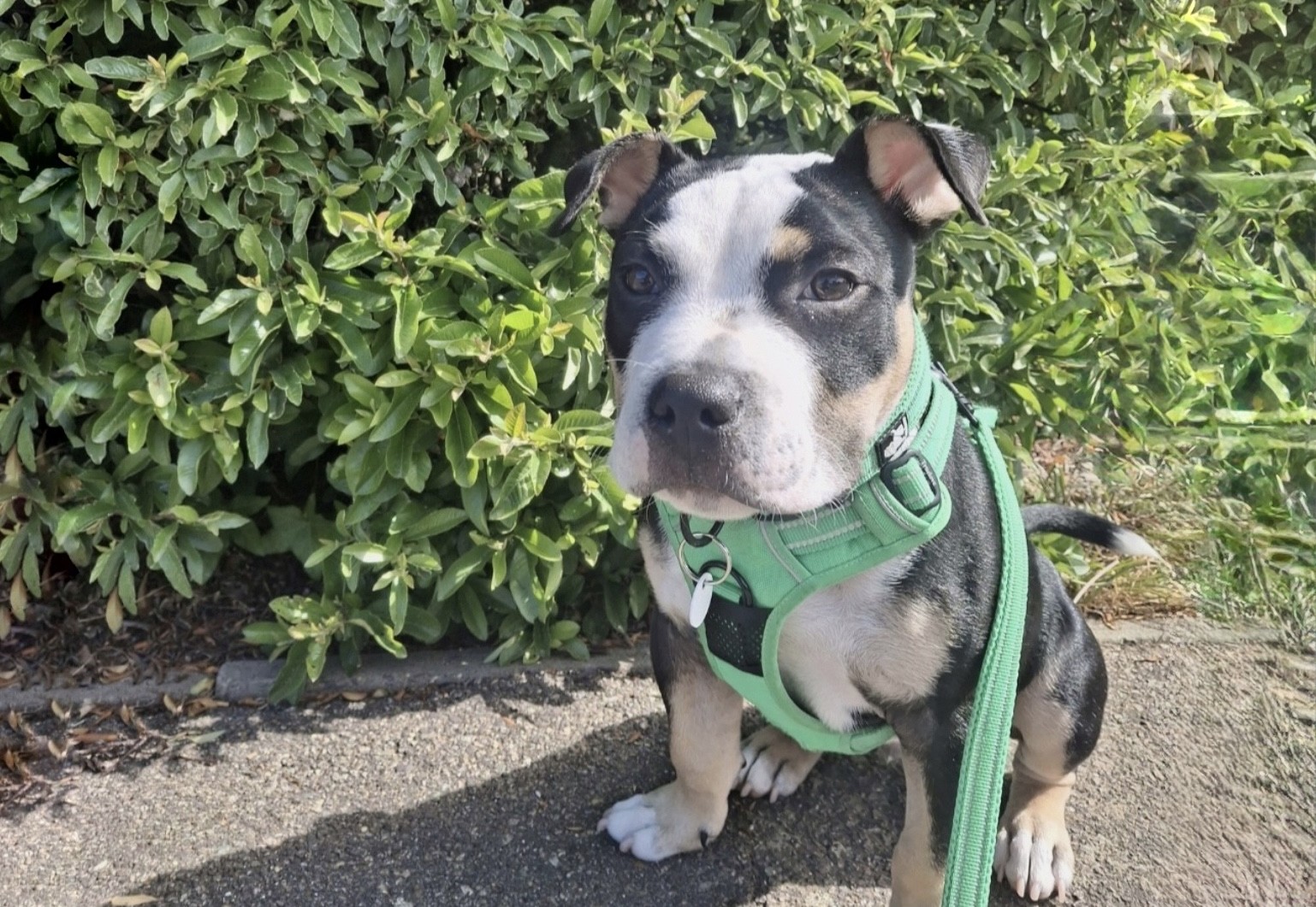A black and white Staffordshire Bull Terrier puppy wearing a green harness sits on a pavement next to a lush green shrub, looking directly at the camera. Sunlight highlights its face and fur.