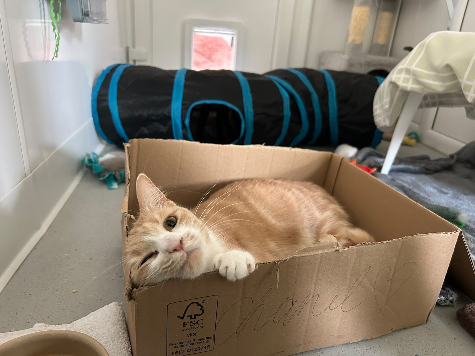 A light orange and white cat lies comfortably in a cardboard box, inside a room with toys, a black and blue play tunnel, and a cat flap in the door. The cat looks at the camera with one eye partly closed.