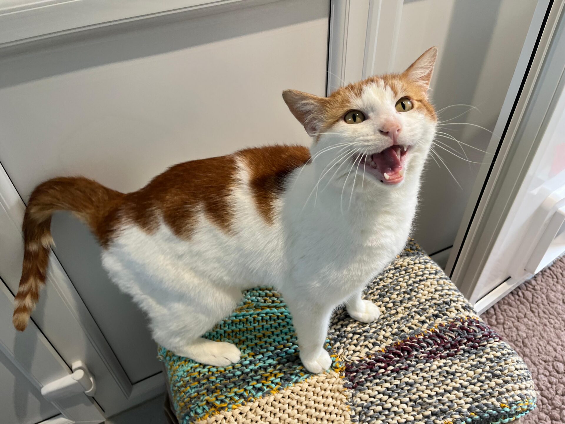 A white and orange cat stands on a woven stool indoors, looking up with its mouth open as if miaowing. The background shows a door and a soft, pink rug.