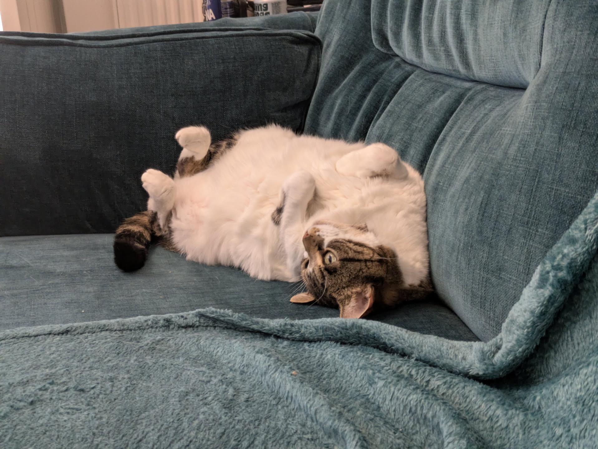 A tabby and white cat is lying on its back with paws up, relaxing on a teal-coloured sofa. The cat looks comfortable and content, with its belly exposed and head turned to the side.