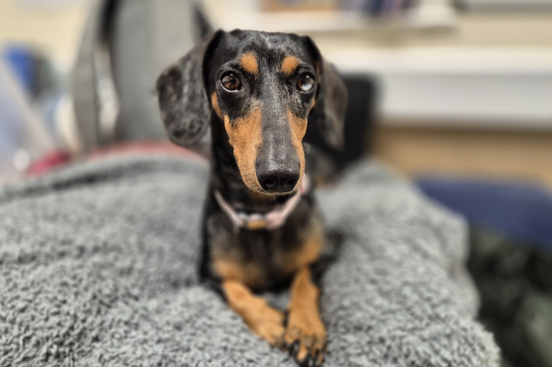 Lola, a small merle dachshund with large, expressive eyes, lies on a soft grey blanket, looking directly at the camera with her front paws crossed. The background is blurred.