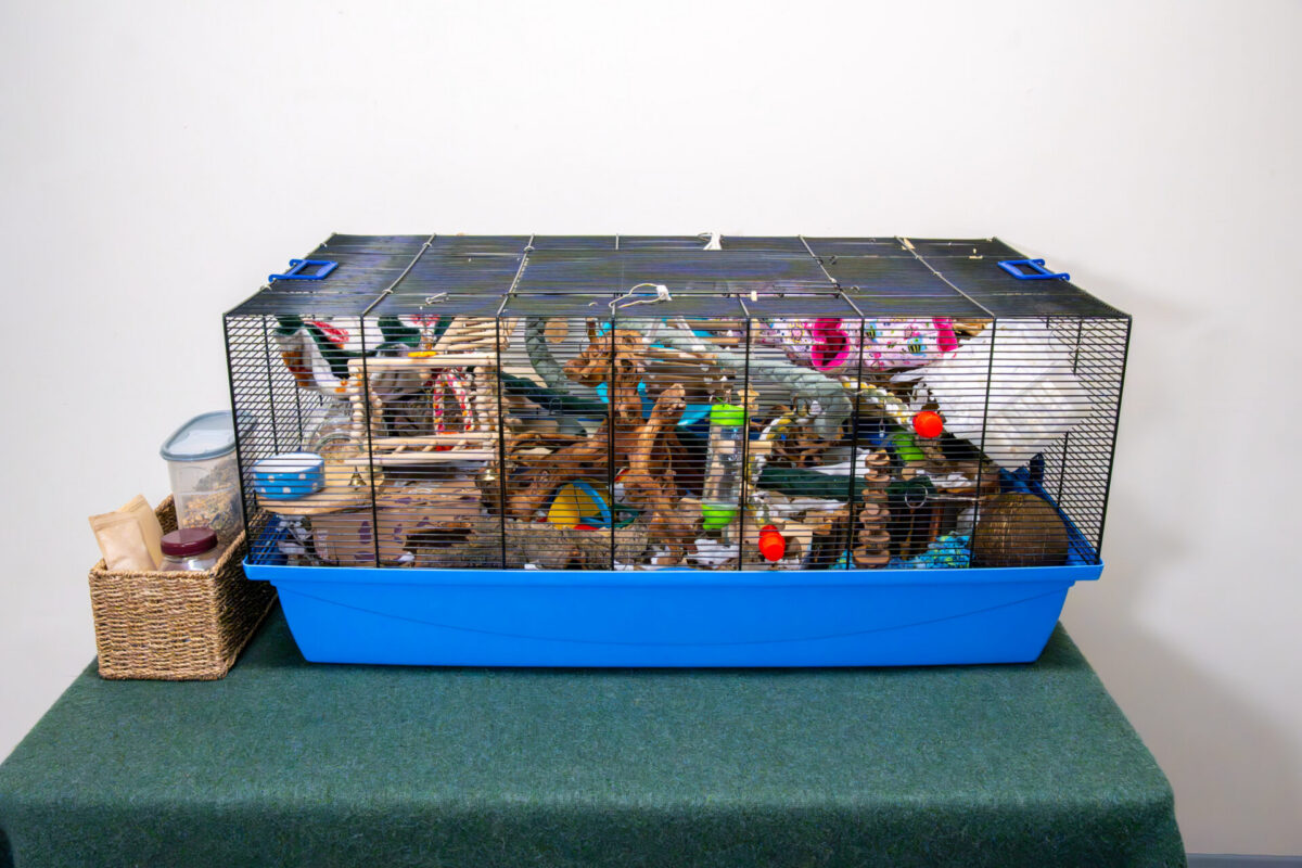 A large blue and black wire cage with various colourful toys for mouse enrichment sits on a green surface. Next to the cage, there is a container of food and a woven basket filled with hamster supplies.