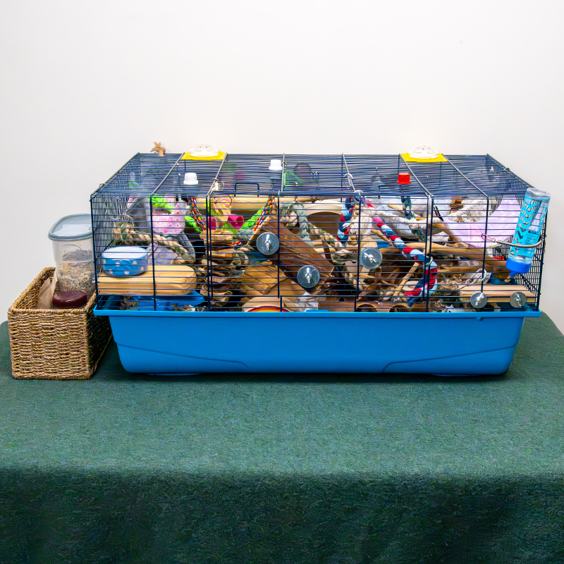 A large blue and black cage for mice filled with toys, ropes, and exercise wheels sits on a green tablecloth. Next to it is a woven basket holding supplies and a plastic container.