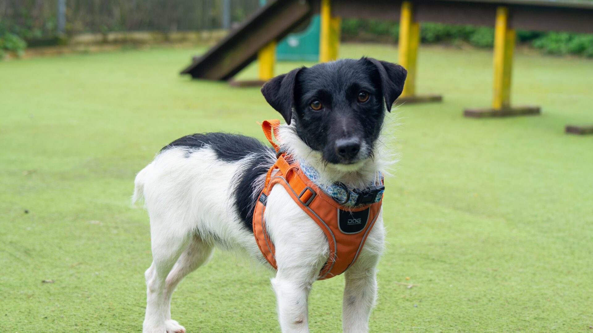 A small black and white mochi terrier dog wearing an orange harness stands on a grassy surface outdoors, looking at the camera. There is playground equipment in the background.