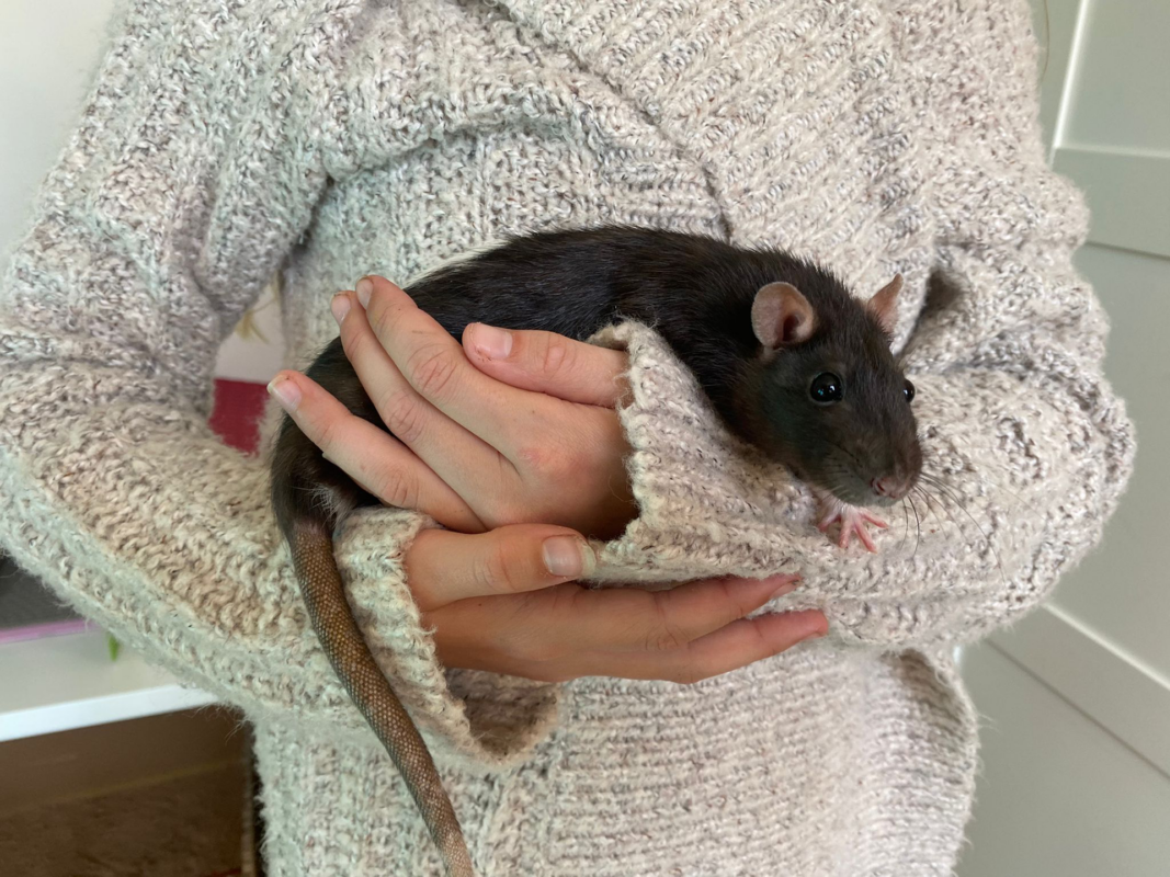 A person wearing a cosy, light-coloured knitted jumper holds a black and brown rat gently in their hands. The rat's tail hangs down, and it appears alert and comfortable.