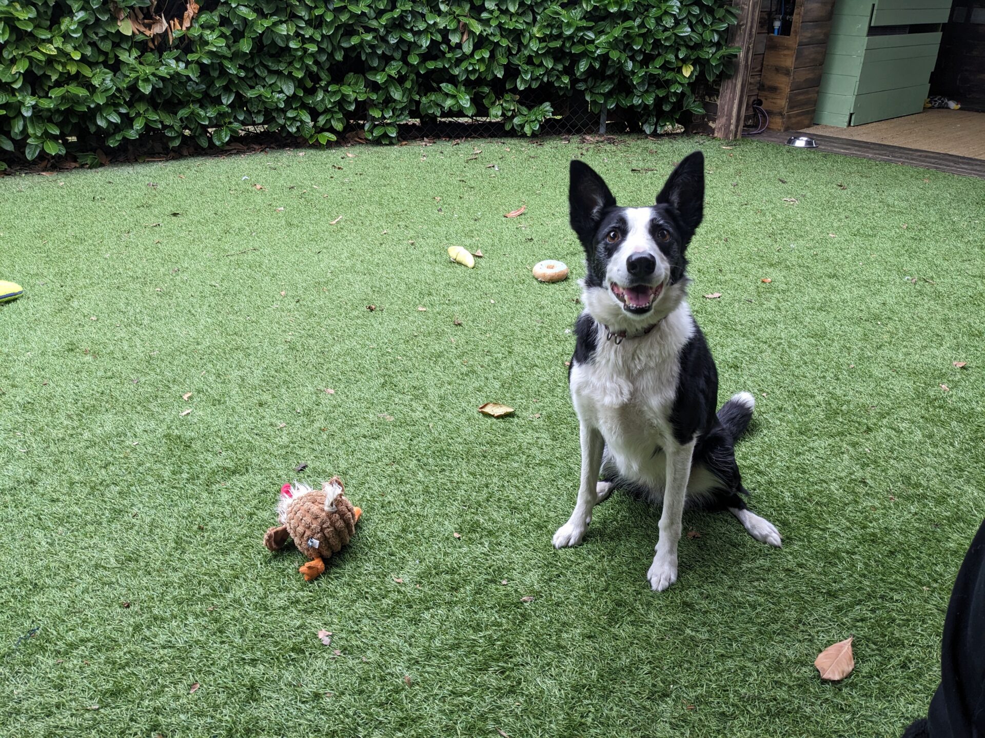 A black and white dog sits on artificial grass in a garden, looking at the camera with its mouth open. A soft toy and some other toys are scattered on the ground nearby. Green bushes line the background.