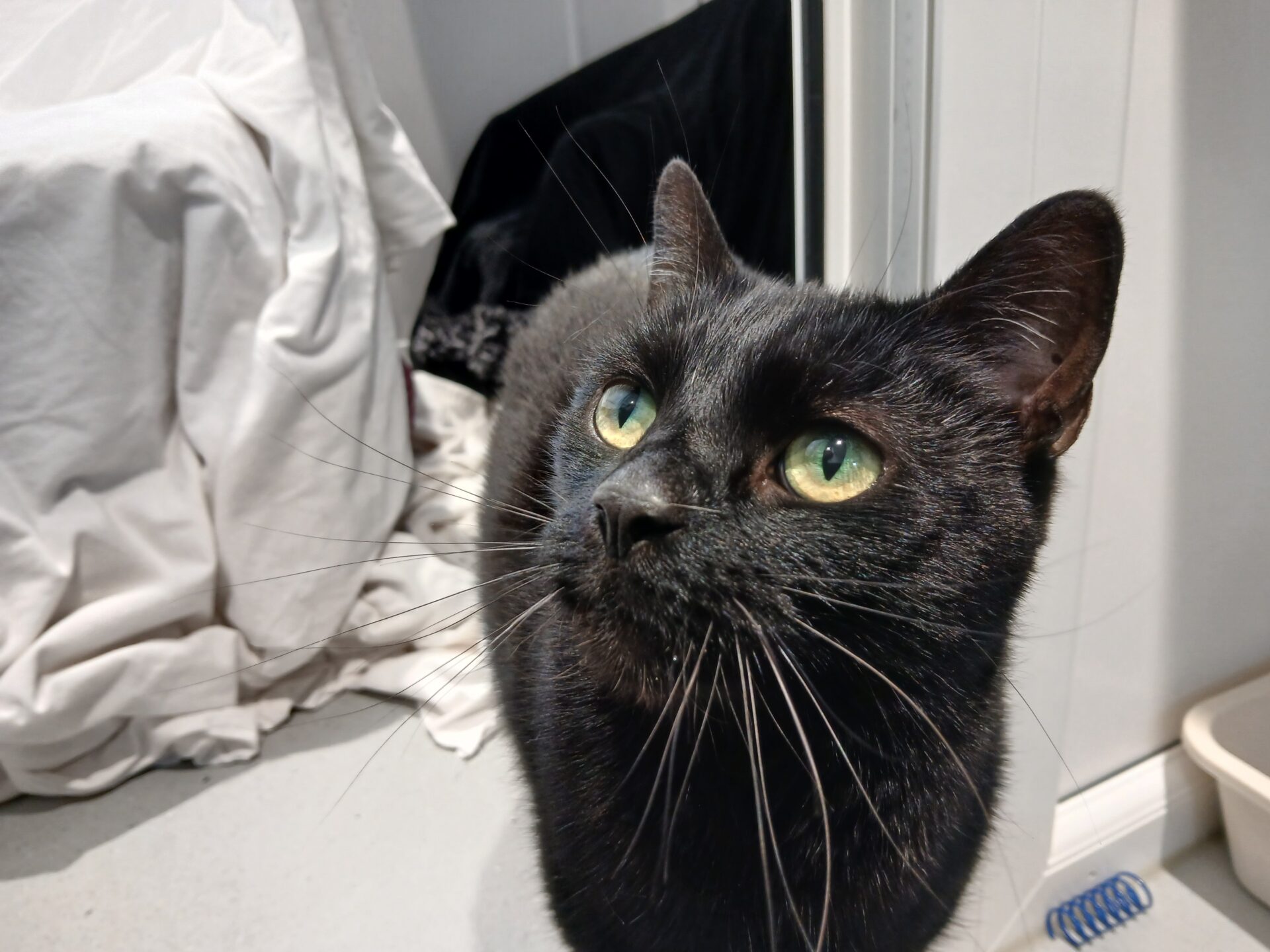 A black cat with green eyes looks up attentively. White and black fabric are draped in the background, and a beige litter tray and blue toy are visible on the floor.