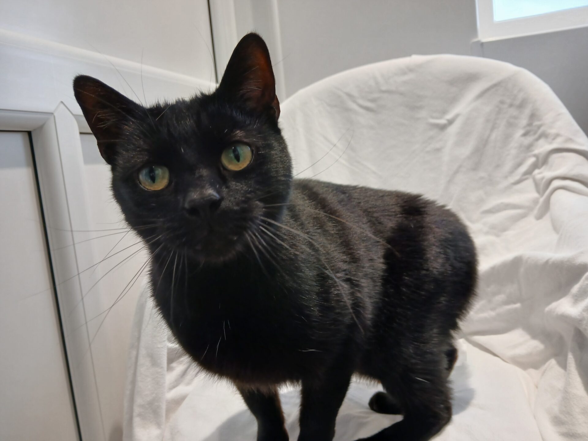 A black cat with green eyes sits on a white chair covered with a white cloth, looking directly at the camera. The background shows part of a white door and a window.