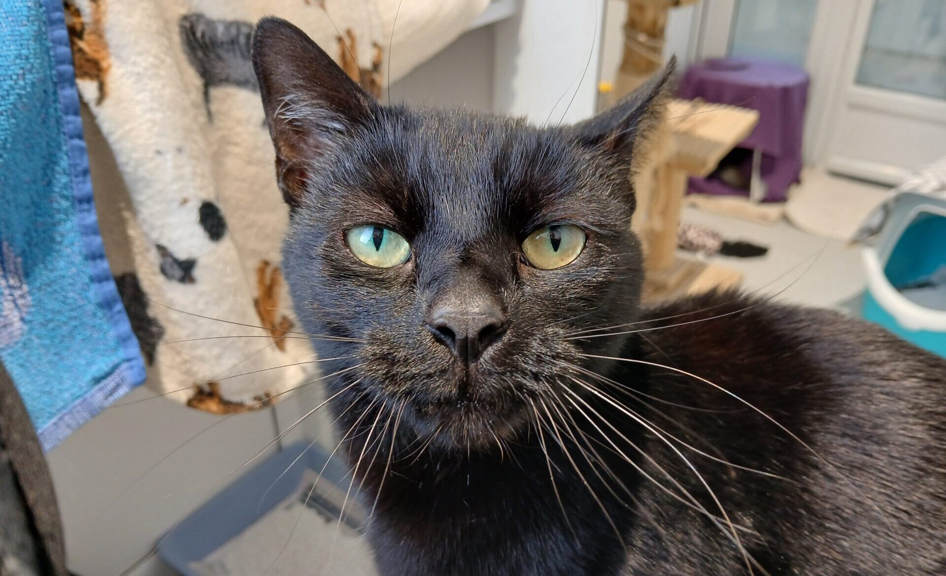 A close-up of a black cat with green eyes sitting indoors, looking directly at the camera. In the background, there are pet items including a scratching post, blanket, and a blue litter tray.