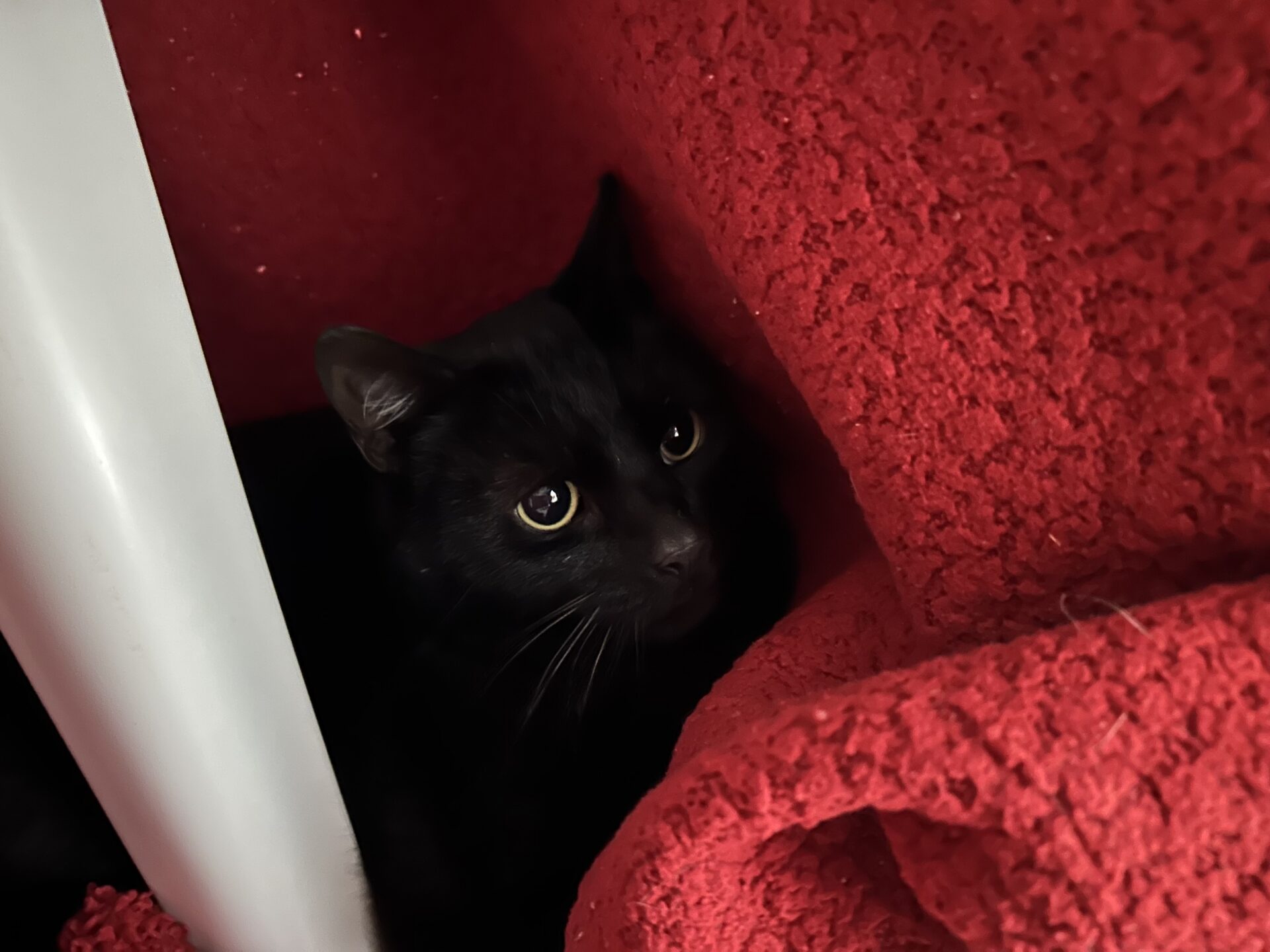 A black cat with yellow eyes is partially hidden between a red textured blanket and a white vertical surface, looking out with a cautious expression.