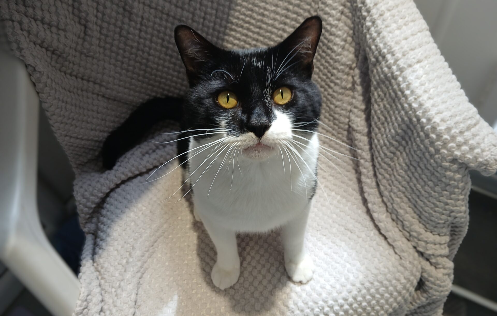 A black and white cat with yellow eyes sits on a textured beige blanket, looking up towards the camera with its ears perked and whiskers prominent.