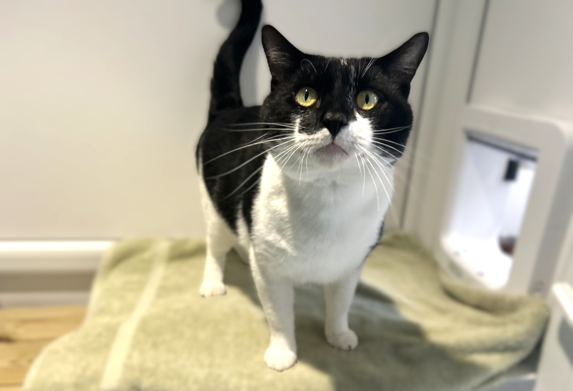 A black and white cat with yellow eyes stands on a soft, light-coloured blanket indoors, looking up towards the camera with its tail raised.