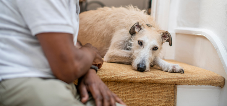 A tan dog lies on a carpeted step, looking up with a relaxed expression. A person in a white shirt and khaki trousers sits nearby, partially visible in the foreground.
