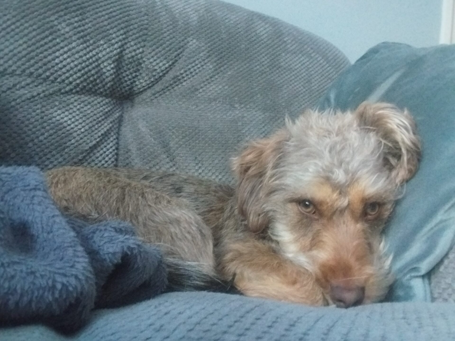 A scruffy brown and tan dog lies curled up on a grey fabric sofa, resting its head on a blue cushion and looking sleepily at the camera.
