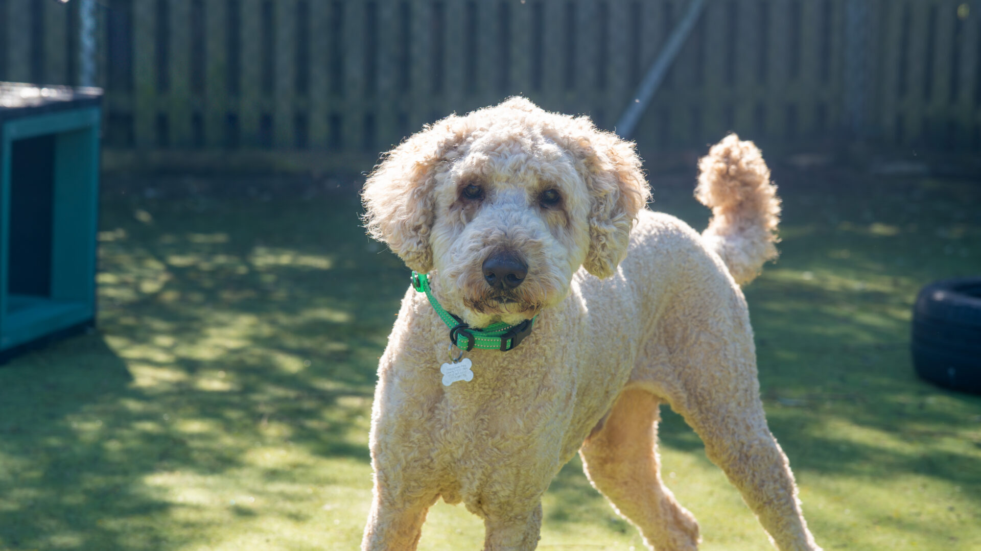 A curly-haired Labradoodle with a green collar stands on grass in a sunny garden, looking towards the camera. A wooden fence and some outdoor objects are visible in the background.