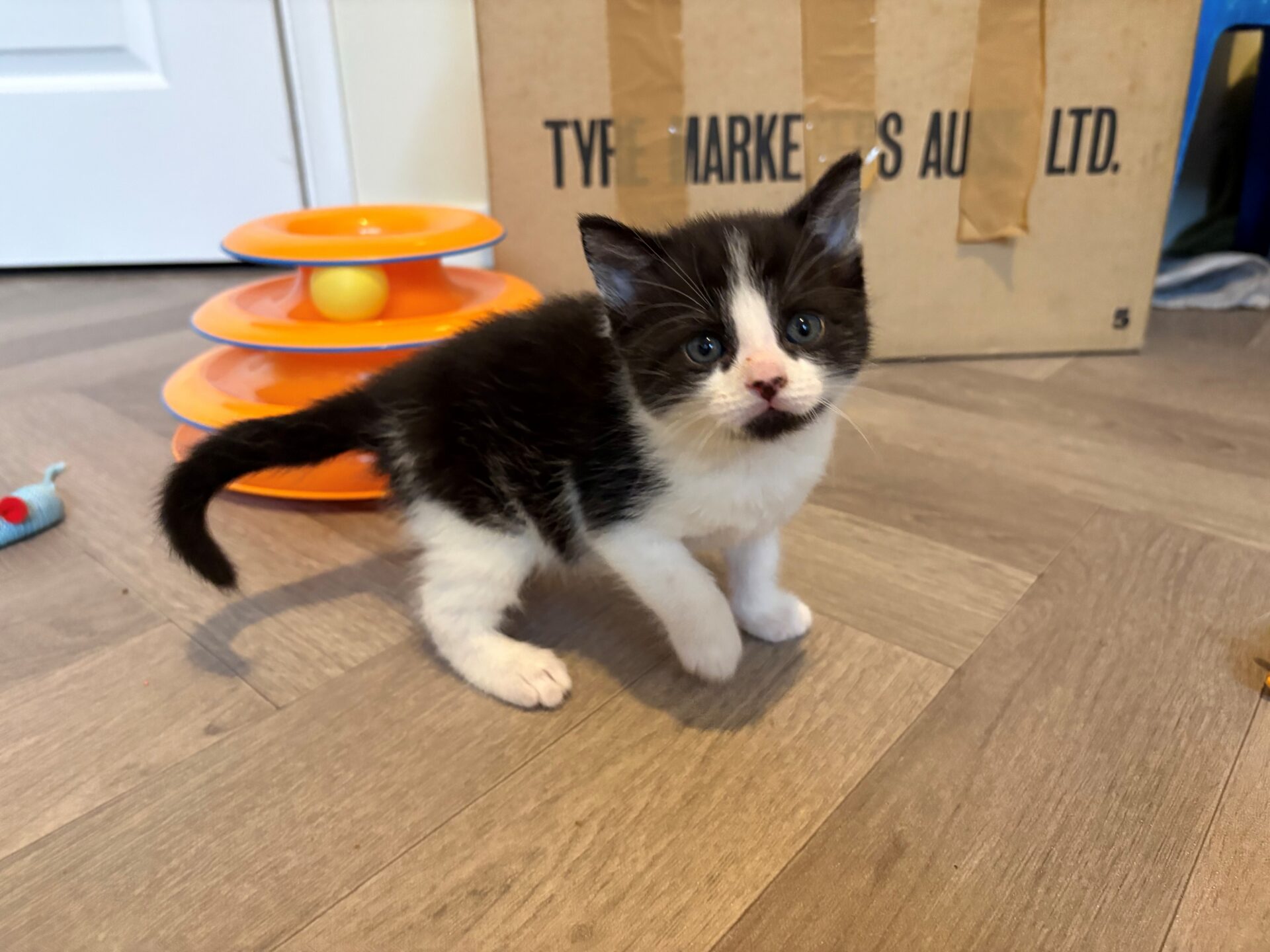 A black and white kitten stands on a wooden floor near an orange toy with a yellow ball and a cardboard box in the background. The kitten looks alert with blue eyes and a pink nose.
