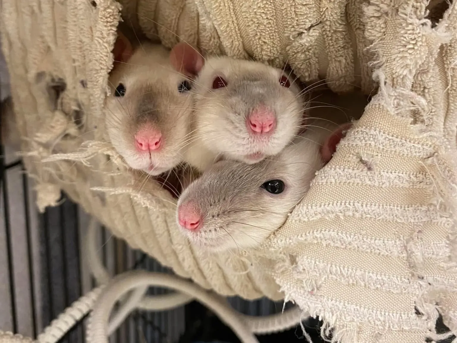 Three rats with pink noses peek out together from a cosy, cream-coloured, textured fabric hammock inside a cage.