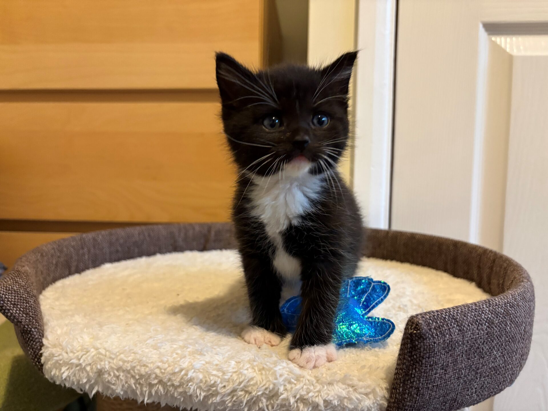 A small black and white kitten with white paws and chest sits on a beige cat perch next to a blue toy, looking slightly to the side. The background shows wooden drawers and a white door.