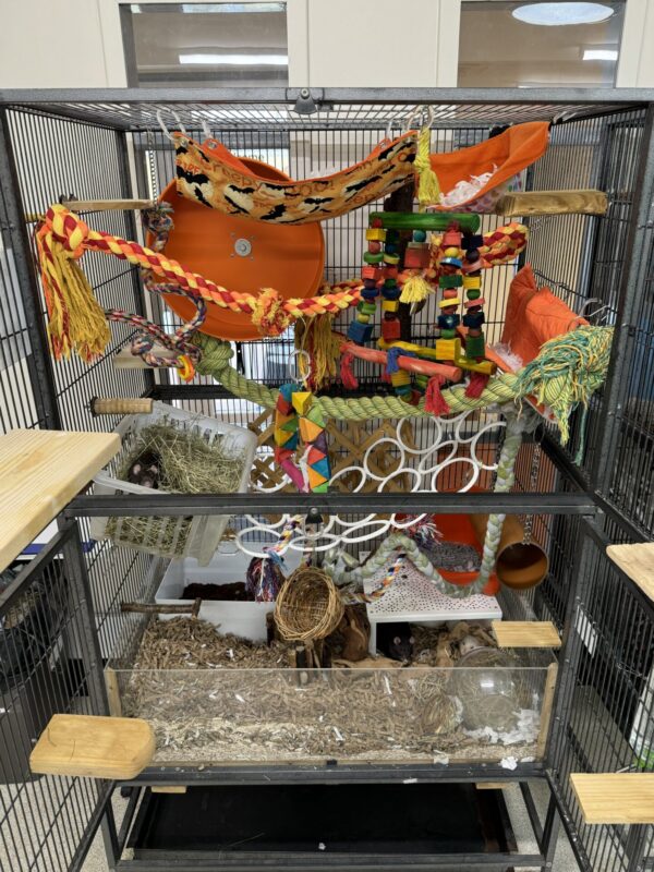 A spacious rat cage filled with colourful toys, hammocks, ropes, tunnels, and climbing structures, plus hay and bedding on the bottom—perfectly designed for small animals like rats or ferrets.