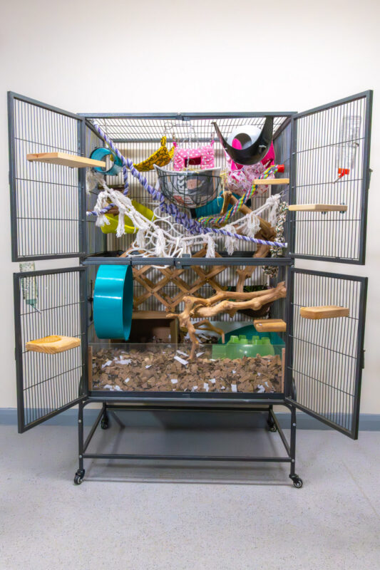 A large rat cage with enrichment such as wheels, filled with toys, wooden branches, a blue exercise wheel, ropes, platforms, and shredded paper—designed as an elaborate play area for small pets.