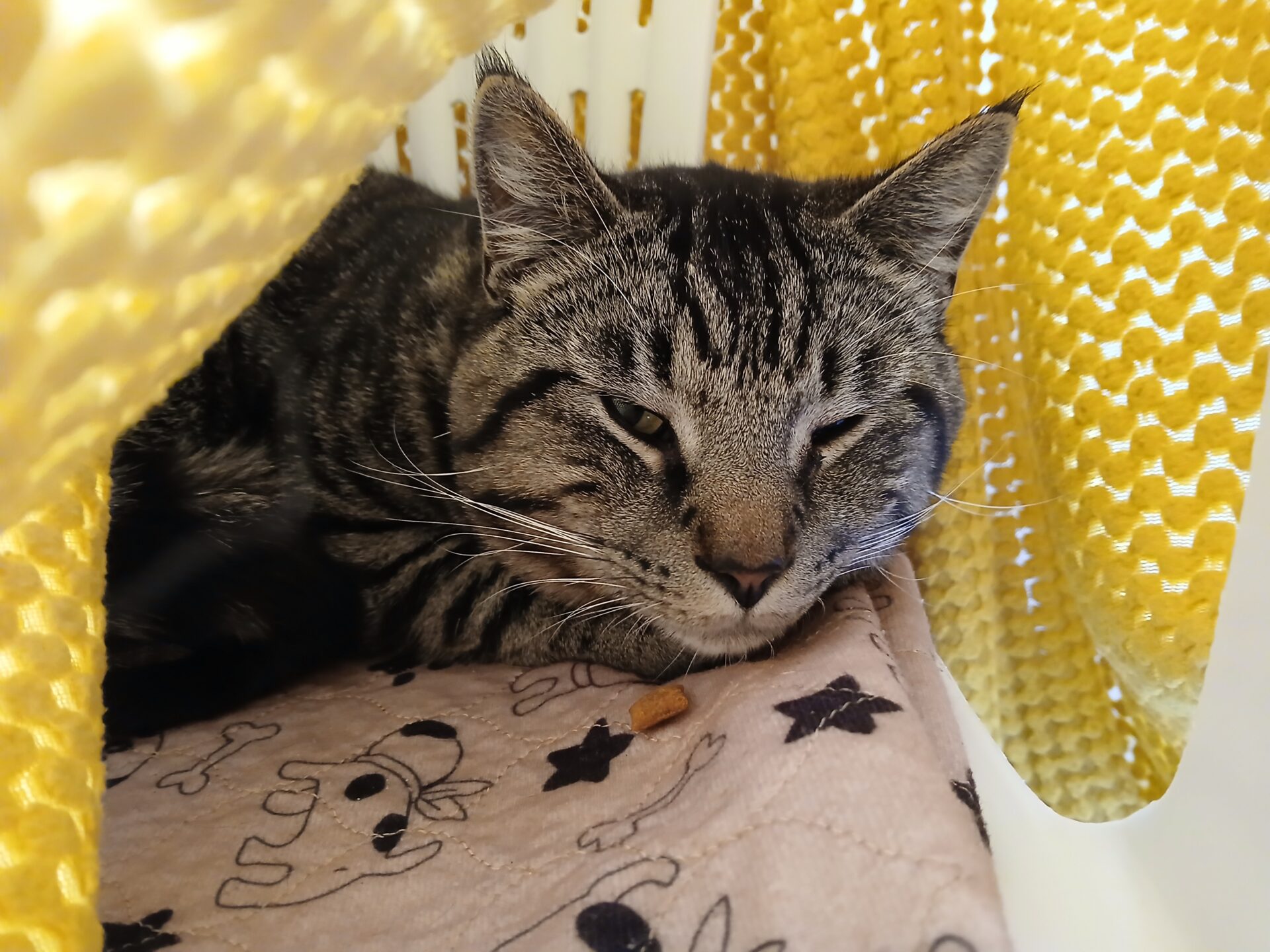 A grey tabby cat rests on a beige blanket with cartoon dog prints, inside a cosy space surrounded by a yellow, knitted fabric. The cat looks relaxed and sleepy, with eyes half closed.