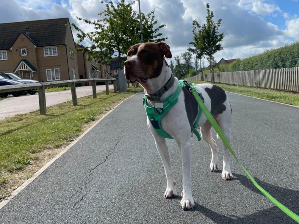 A black and white dog wearing a green harness stands alert on a paved path in a suburban neighbourhood, with houses, trees, and a cloudy sky in the background. A green lead extends from the harness.