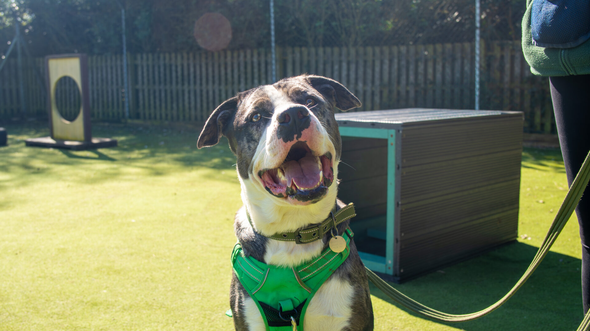 A happy dog wearing a green harness sits on grass in a sunny outdoor area, attached to a lead held by a person standing nearby. There’s a wooden structure and a fence in the background.