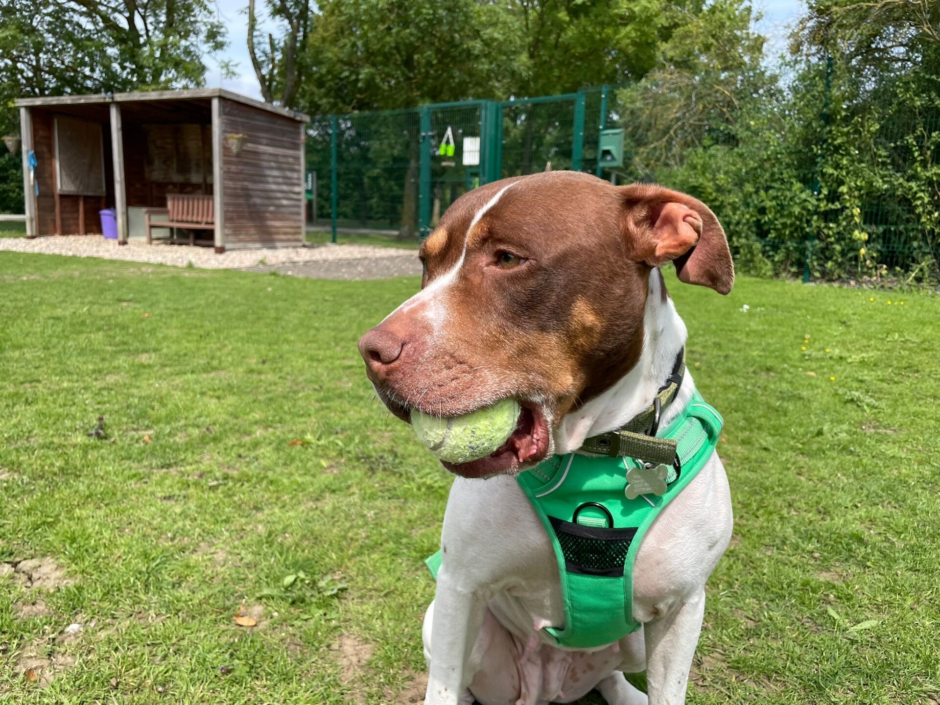A brown and white dog wearing a green harness sits on grass with a tennis ball in its mouth, near a fenced area with a wooden shelter in the background.