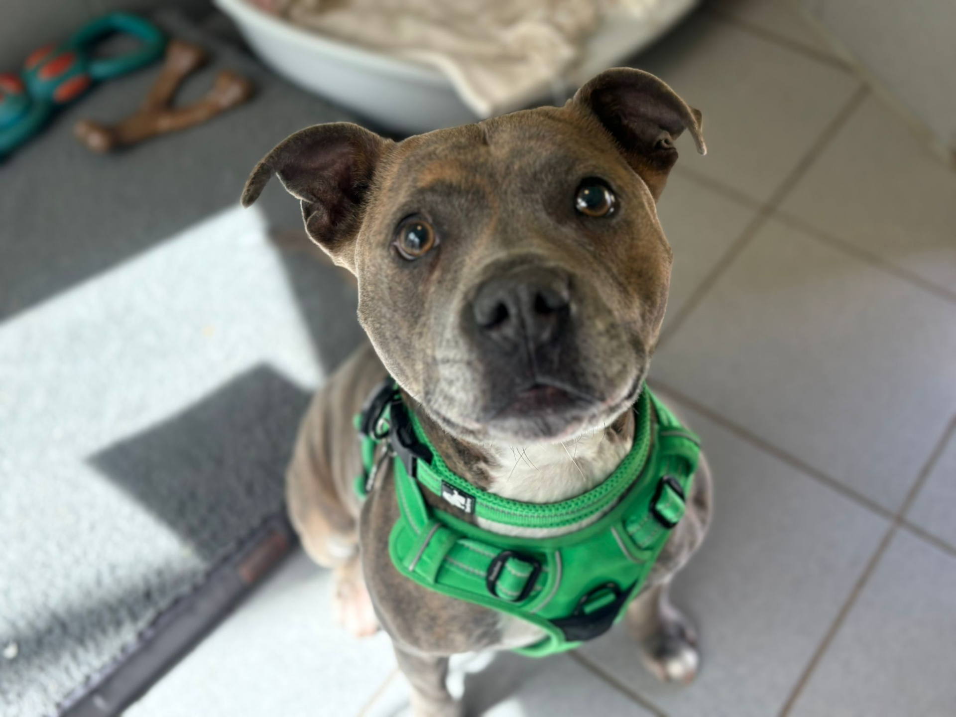 A grey and white dog wearing a bright green harness looks up at the camera with wide eyes whilst sitting on a tiled floor indoors.