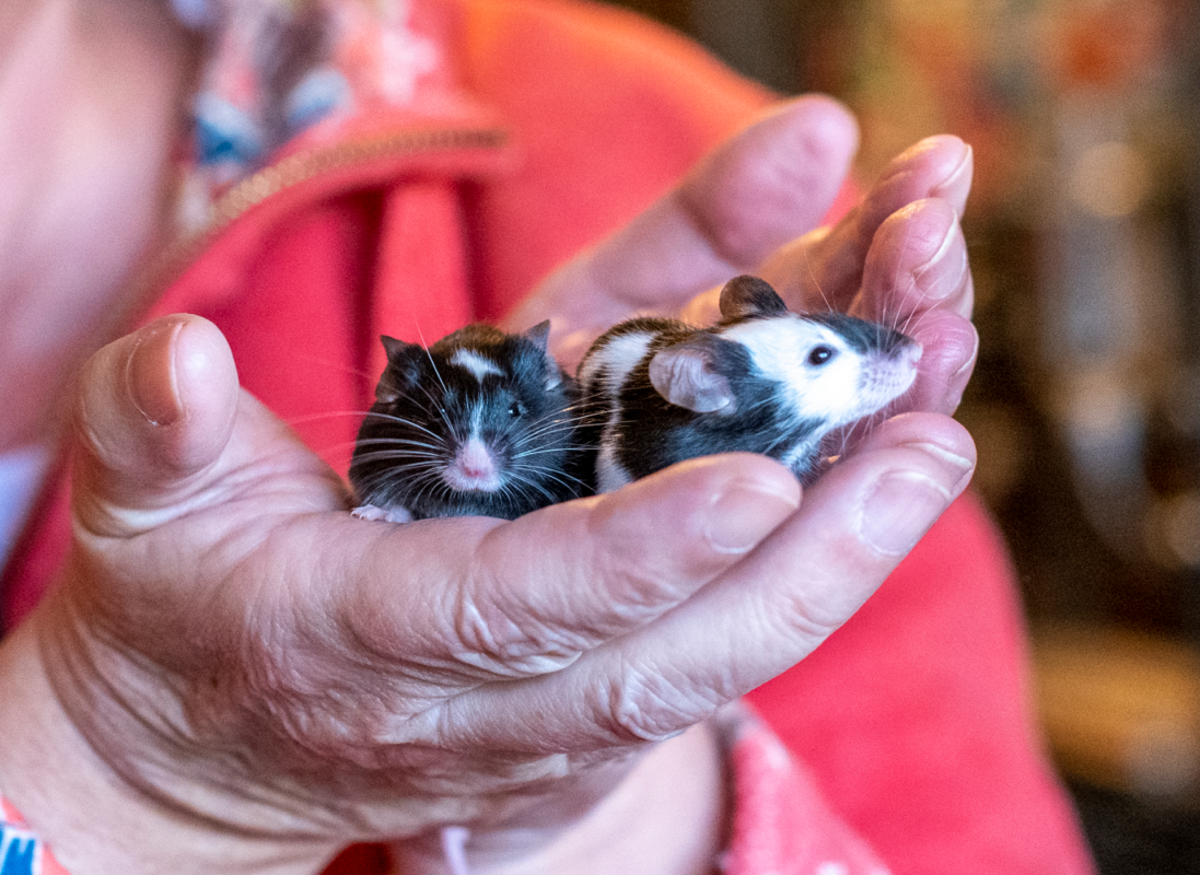 Two small mice, one black with a white spot and one white with black spots, sit in a person's cupped hands, highlighting mouse companionship. The person wears a coral-coloured jacket against a softly blurred background.