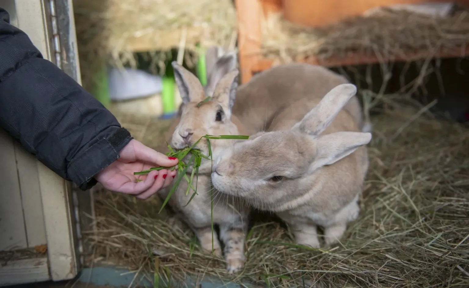 A person with red nail varnish feeds fresh green grass to two light brown rabbits in a hay-filled enclosure.