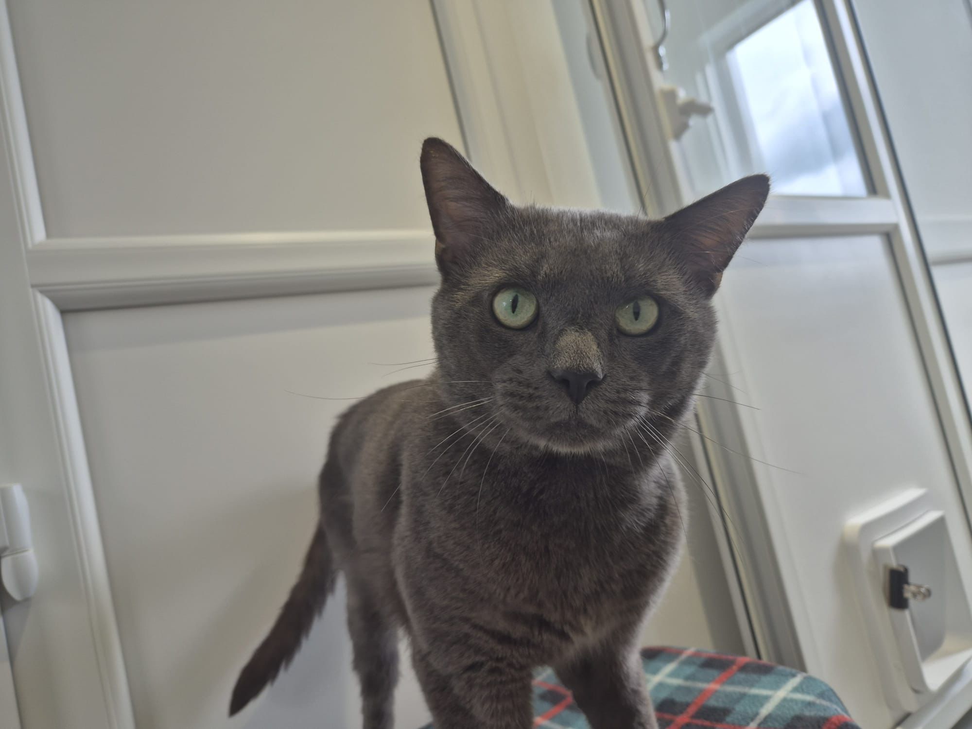 A grey cat with green eyes stands indoors on a checked-patterned surface, looking directly at the camera. White walls and a window with a cat flap are in the background.