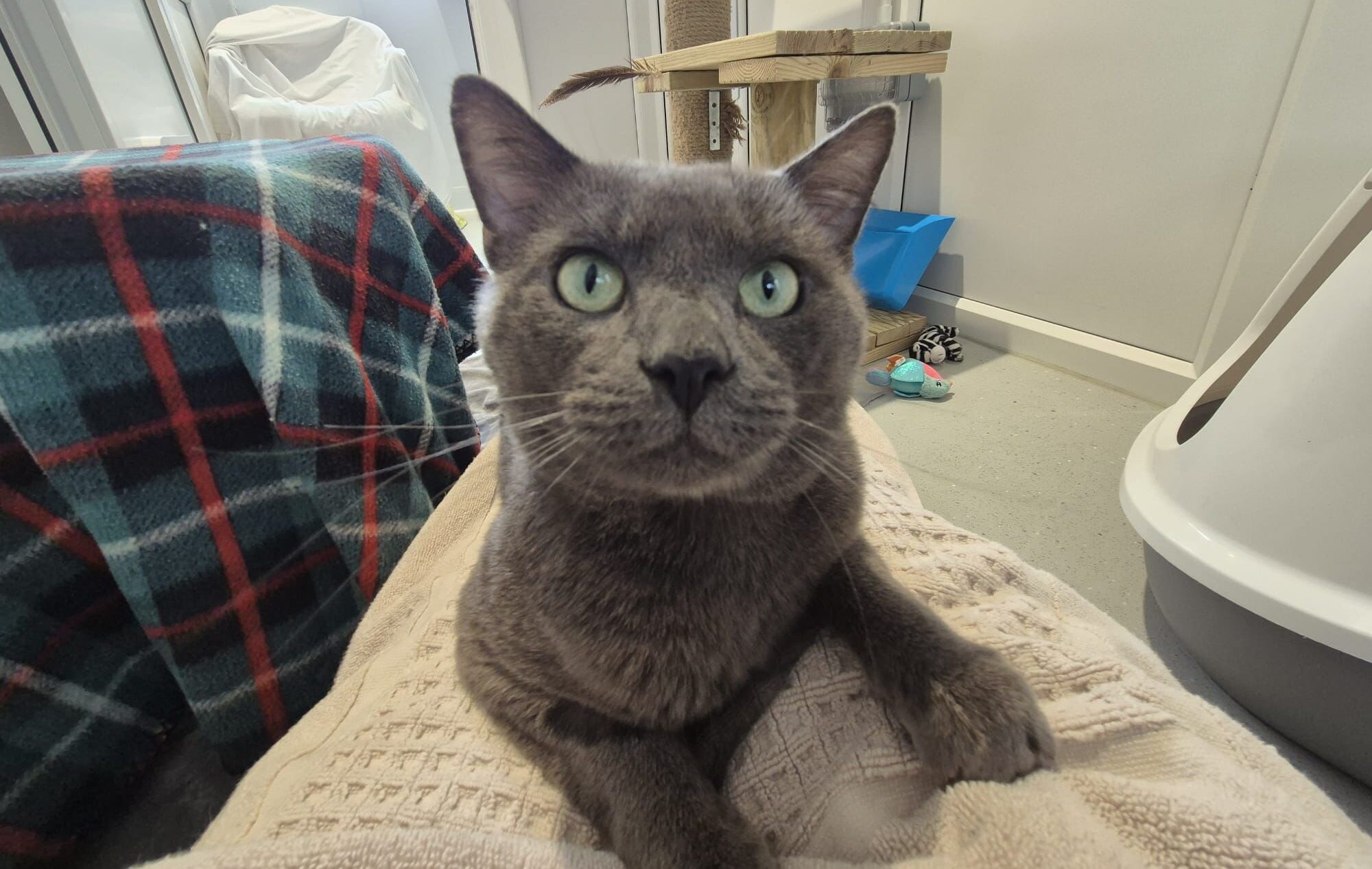 A grey cat with green eyes sits on a beige blanket, staring directly at the camera. In the background are a cat tree, toys, a checked blanket, and a white litter tray in a well-lit room.