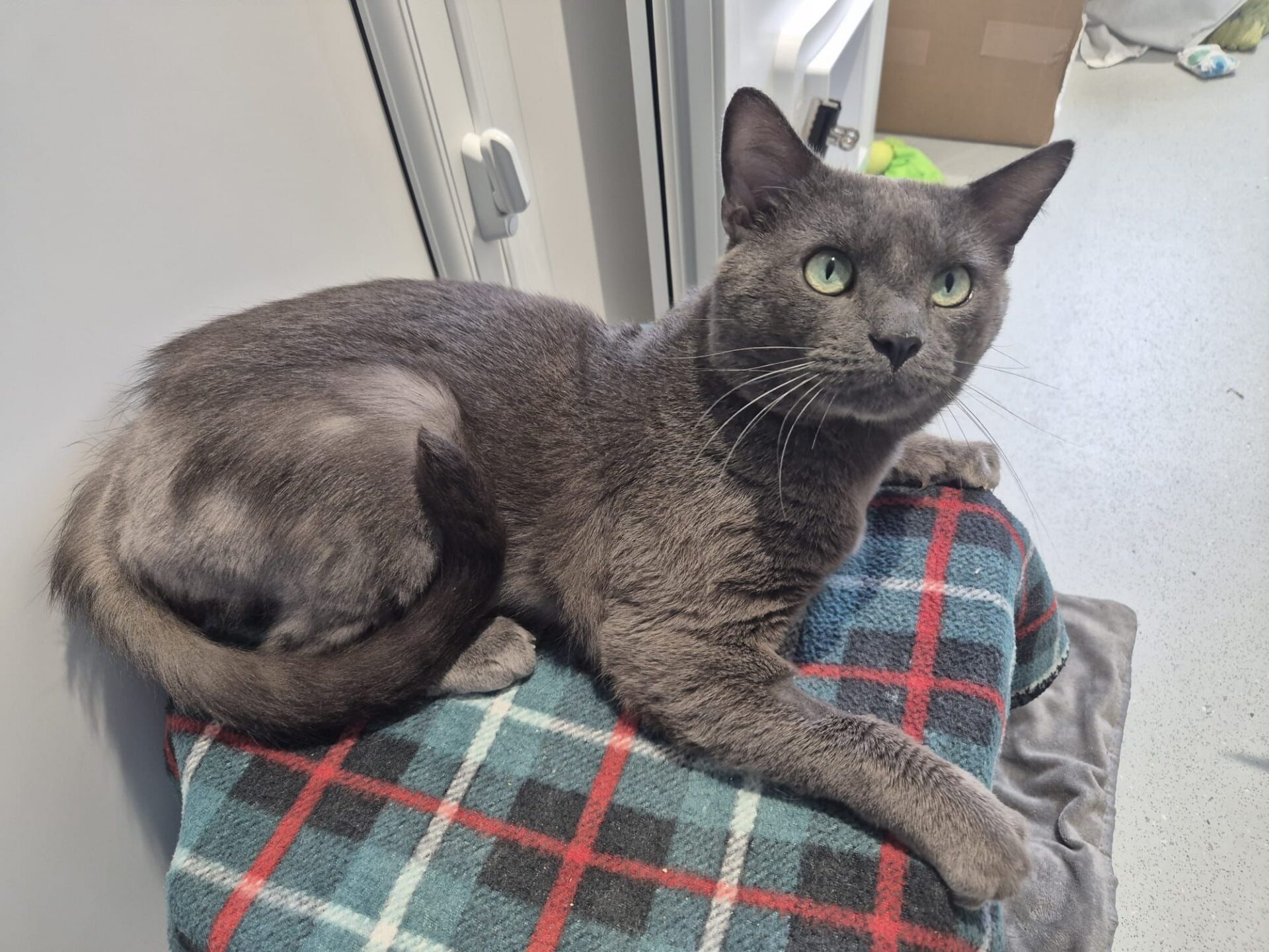 A grey cat with green eyes lies on a folded blue, red, and black checked blanket. The cat's back leg appears shaved, possibly for medical reasons. The background shows parts of a white cupboard and a cardboard box.