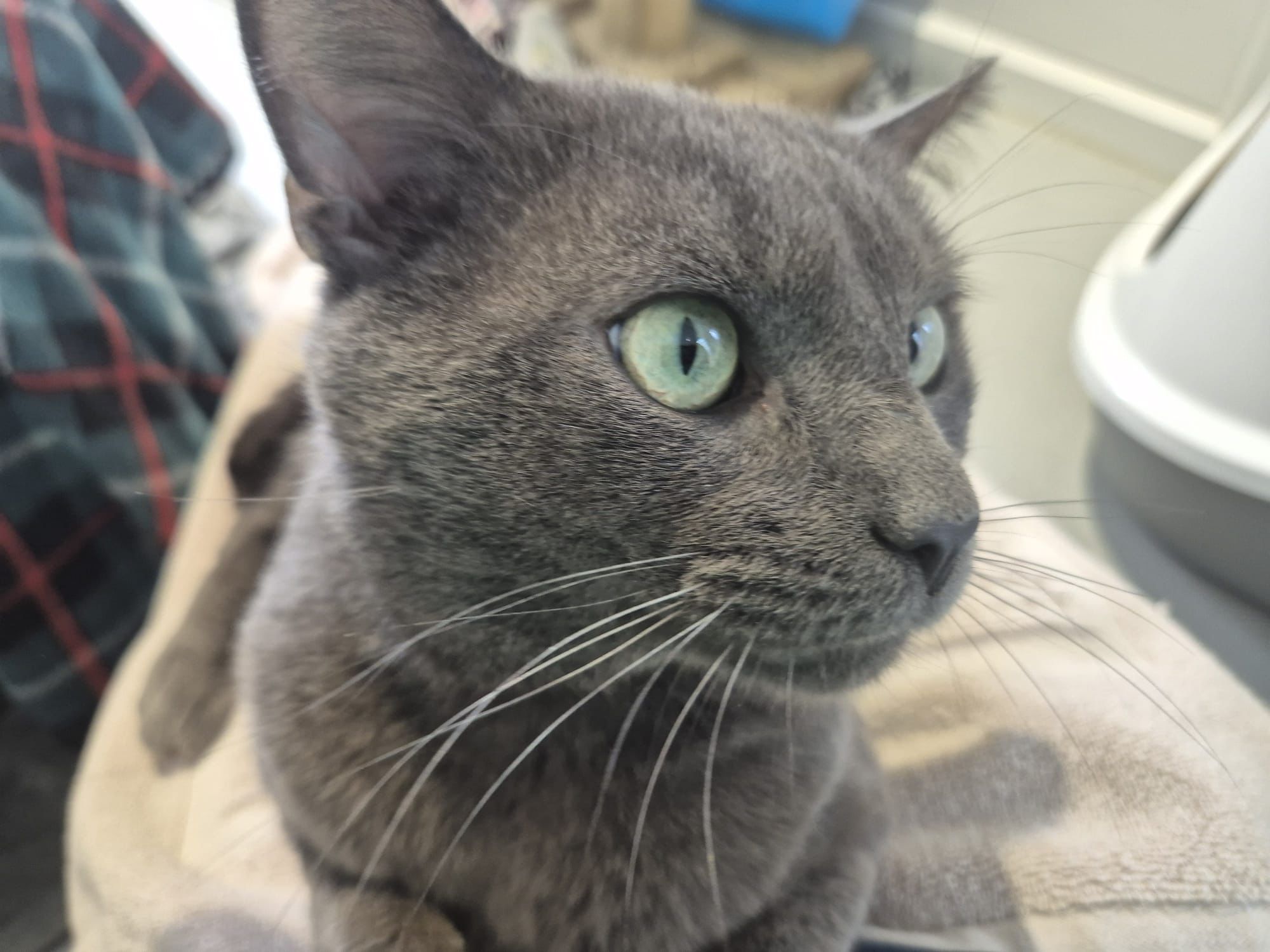 A close-up of a grey cat with green eyes, lying on a blanket and looking to the right. A checked fabric and part of a litter tray are visible in the background.
