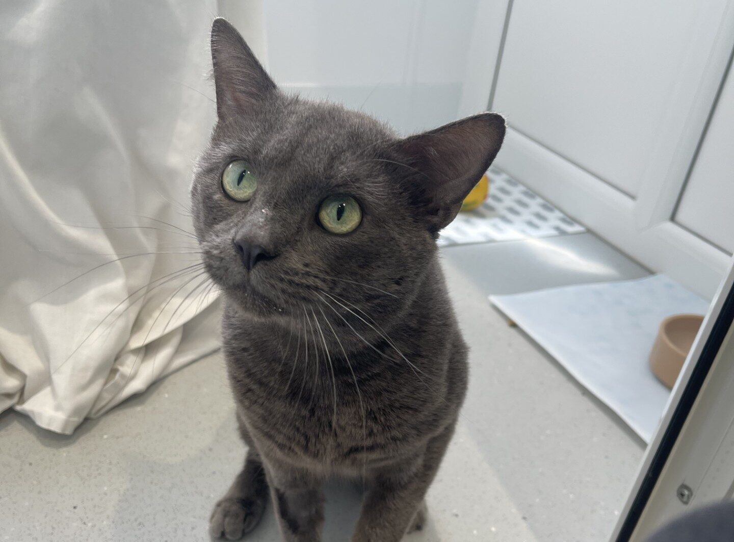 A grey cat with green eyes sits on a light-coloured floor, looking up attentively. The background includes white cupboards, a white curtain, and a cat food bowl.
