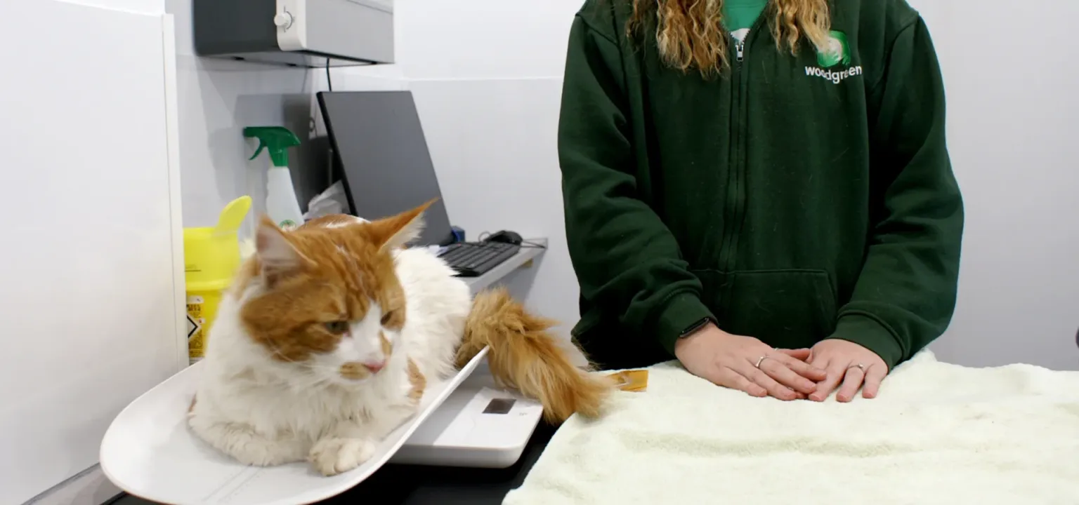 A white and orange cat lies on a digital scale at a veterinary clinic, next to a person in a green Woodgreen jacket standing by a towel-covered table.