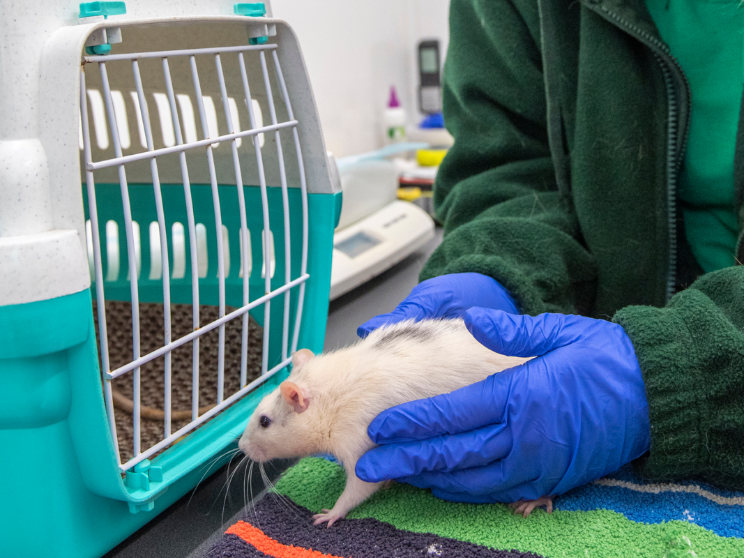 A person wearing blue gloves gently holds a white rat in front of an open teal pet carrier, with a colourful towel underneath.