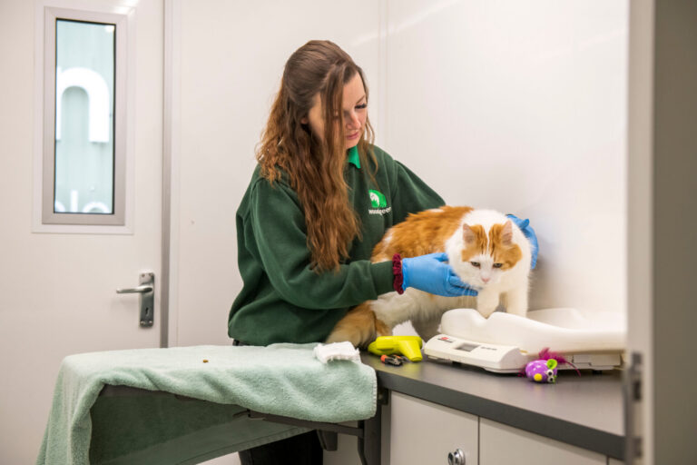 A woman in a green jumper and blue gloves examines an orange and white cat on a counter in a veterinary surgery. The cat sits on a set of scales, surrounded by animal care tools and toys.