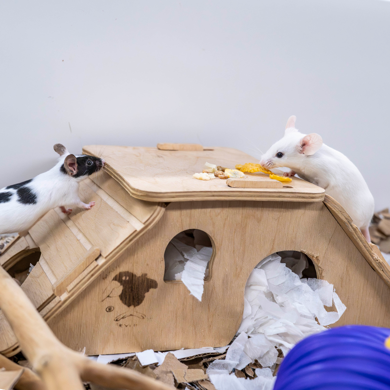 Two mice, one black and white and one white, are on a wooden structure inside a cage. They are eating food atop the structure, which has bedding for mice made of shredded paper and small tunnels underneath.