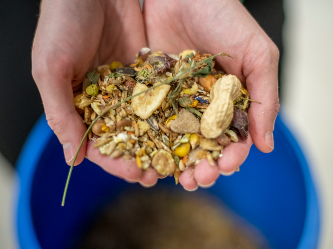 A close-up of two hands holding a mix of dried seeds, nuts, and plant pieces above a blue container. The mixture includes peanuts, maize kernels, and various grains.